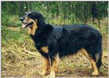 Posting dogs - hovawart3.jpg(1/1) 18827 bytes