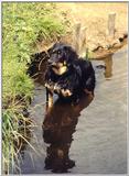 Posting dogs - hovawart644.jpg(1/1) 29261 bytes