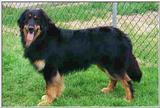 Posting dogs - hovawart84.jpg(1/1) 11516 bytes