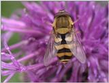 Re: NOT Syrphus ribesii  - Hoverfly (Syrphus sp.)  6.jpg (1/1)