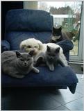 my animals