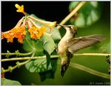 Female Ruby Throat