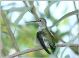 Re: Birds 'N Bees