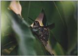 Here's a hummingbird in a nest.