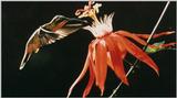 hummingbird - Humbird.jpg