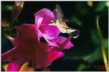 Re: Hummingbirds Please - Humflow2.jpg