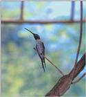 Bro's Pics humming bird