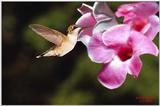 Re: Hummingbirds Please  - Humfema4.jpg