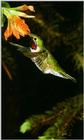 Re: Hummingbirds Please - Humbrdm.jpg