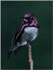 MagScan - Birds - humming.jpg (1/1)