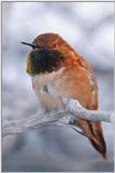 Hummingbirds