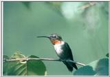 Mr. Hummingbird:hum1.gif