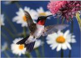 MagScan - Birds - humming2.jpg (1/1)