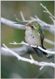 Hummingbirds