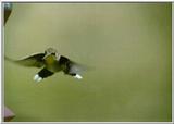 Mrs.Hummingbird:hum2.gif