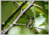 Mrs. Hummingbird:hum3.gif