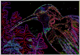 Hummingbird At Night.gif