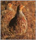 Game Bird: Hungarian Partridge