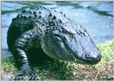 Hungry gator - HungryGator.jpg (0/1)