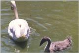 swan & juvenile