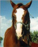 HORSE  PICTURES