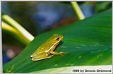 Green frog, Hyla cinerea