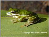 Green Tree Frog - Hyla cinerea
