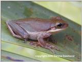 Squirrel Tree Frog