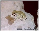 Gray Tree frog #2