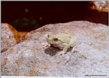 Gray treefrog