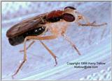 Hymenoptera - ktatlow@xta.com.jpg