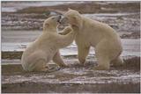 IJsberen -- Polar Bears