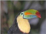 Re: Request Toucan Pics - IMG0004.jpg - Keel-billed Toucan (Ramphastos sulfuratus)