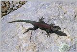 Another Lizard