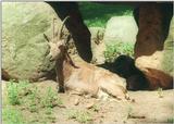 Contrast shots continued :-) - Ibex in Schwarze Berge Animal Park