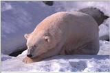 IceBear
