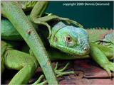 iguana babies
