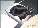 My Kitten Illiana