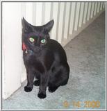 My Kitten Illiana