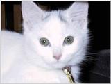 Bianca, ma chatte