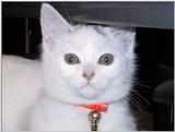 Bianca, ma chatte
