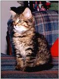 Re: Penny the Cat