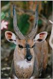 Impala? -- Bushbuck (Tragelaphus scriptus)