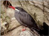 Inca Tern 3