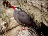 Inca Tern 4