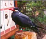 Inca Tern