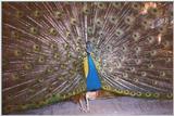 Peacock - blue peafowl (Pavo cristatus)