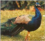 Peacock - blue peafowl (Pavo cristatus)