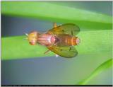 E.S. - some new bugpics 4