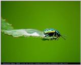 More bugpics #3